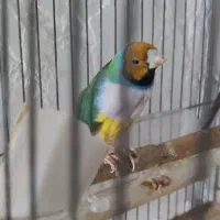 فنچ نر گلدین