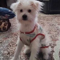 واگذاری کاملا رایگان سگ