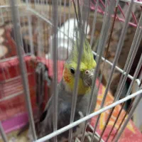 عروس هلندی|پرنده|ورامین, خورین|دیوار