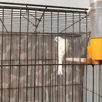 قناری|پرنده|آستانه اشرفیه, |دیوار