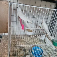 عروس هلندی آلبینو