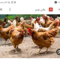 مرغ خروس