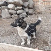 پاکوتا نگهبان زرنگ ماده