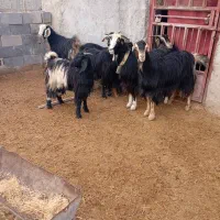 بز کهره دار