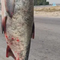 ماهی بدون استخوان