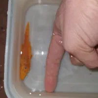 کتفیش پوزه بوته ای مولد|ماهی|اصفهان, کوی امام|دیوار