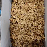 مغز گردوی تازه رسید