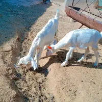 بز سانن با دوتا بزقاله زایمان چهاروم|حیوانات مزرعه|کاشمر, |دیوار