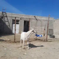 نربزسانن تخمی|حیوانات مزرعه|سلطانیه, |دیوار