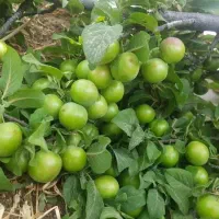 تولید نهال گوجه سبز شهریار پربار