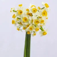 گل نرگس گل نرگس بهبهان