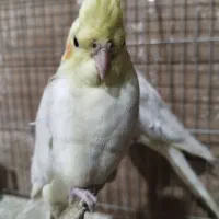 جوجه عروس هلندی