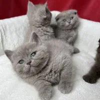 بچه گربه بریتیش