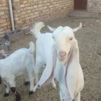 بز پاکستانی گلابی