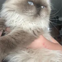 اسکاتیش و هیمالین|گربه|کرج, شهرک بنفشه|دیوار