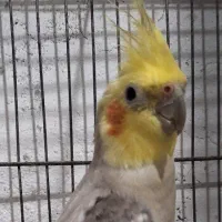 عروس هلندی|پرنده|رشت, تازه آباد|دیوار