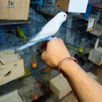 فروش انواع مرغ عشق دستی|پرنده|سیرجان, |دیوار