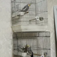 عروس‌ هلندی