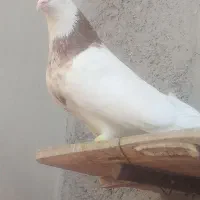 کبوتر طوق شازده نقش