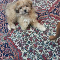 واگذاری یک سگ خانگی ۴ ماهه فوری