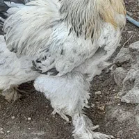 مرغ و خروس زینتی و محلی