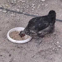 فروش مرغ و خروس