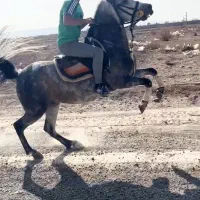 *مادیان یلدا * سواری دار و خوش روش