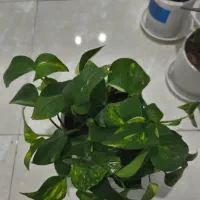 گل و گیاه آپارتمانی|گل و گیاه طبیعی|ری, هاشم‌آباد|دیوار