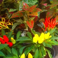 گل کلکسیونی نایاب|کلکسیون و سرگرمی|بروجرد, |دیوار