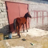 فروشی|اسب و تجهیزات اسبسواری|شاندرمن, |دیوار