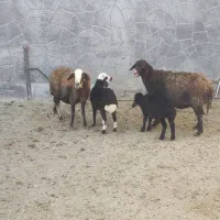 ۲عدد میش داشتی درشت و جوان