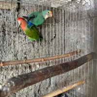 فنچ نرگسی شکلاتی با برزیلی|پرنده|قزوین, |دیوار