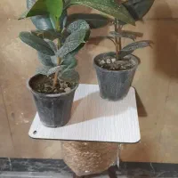 فیکوس بلک وسبز