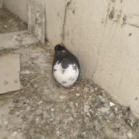 فروش