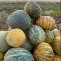 فروش کل بوسان گرگه دیم