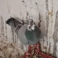 پرمرغ|خوردنی و آشامیدنی|زابل, |دیوار