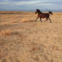 اسب|اسب و تجهیزات اسب‌سواری|ارسنجان, |دیوار