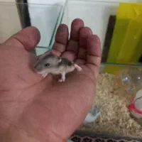 همستر وینتر وایت و کمپل|موش و خرگوش|تهران, مشیریه|دیوار