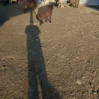 فروش ویژه بره