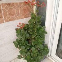 گل قاشقی