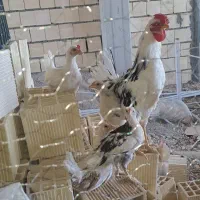 معاوضه خروس گلین اصل