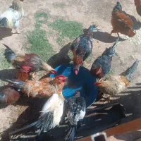 خروس محلی|حیوانات مزرعه|زاویه, |دیوار