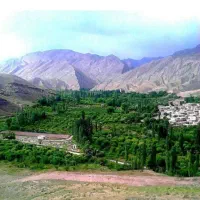 باغبانی و هرس درختان