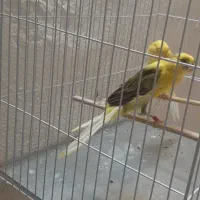 قناری کشیده بلند نروماده|پرنده|شاهینشهر, طالقانی|دیوار