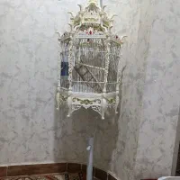 فروش قفس عروس هلندی