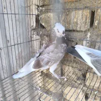 کبوتر سالم|پرنده|قم, آزادگان|دیوار