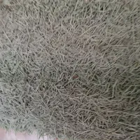 گمشده مرغ مینا