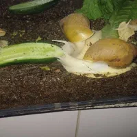 حلزون|خزنده|بندرعباس, |دیوار