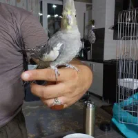 گم‌شدن عروس هلندی