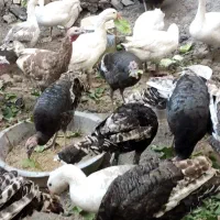 بوقلمون محلی